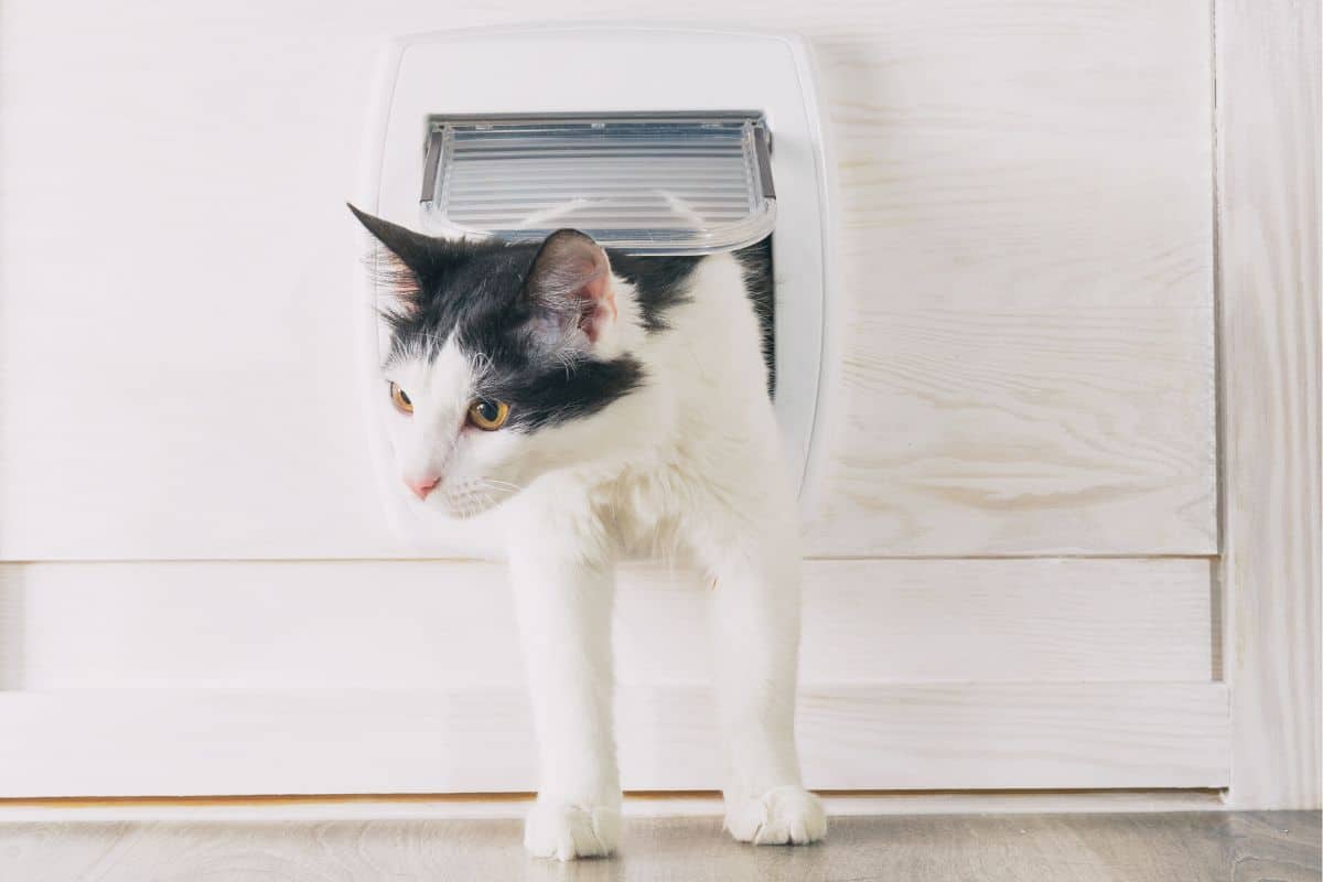 Best Microchip Cat Flap Reviews 2022 2023